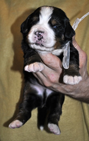 m white 14 days