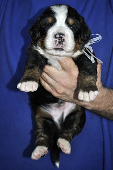 m white 3 weeks