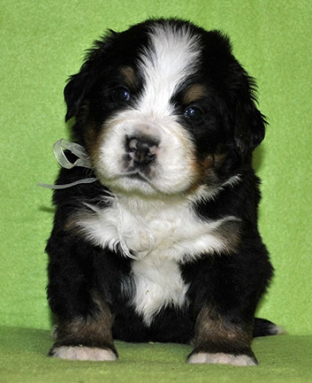 m white 4weeks 2