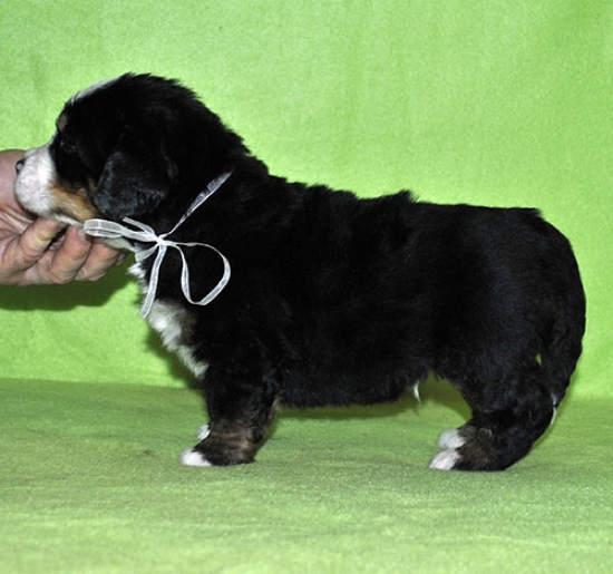 m white 4weeks 4