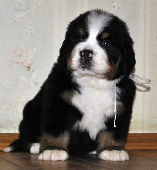 m white 5weeks 11
