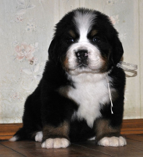 m white 5weeks 12