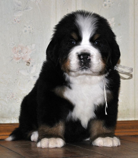 m white 5weeks 13