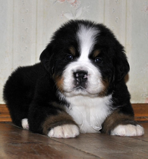 m white 5weeks 14