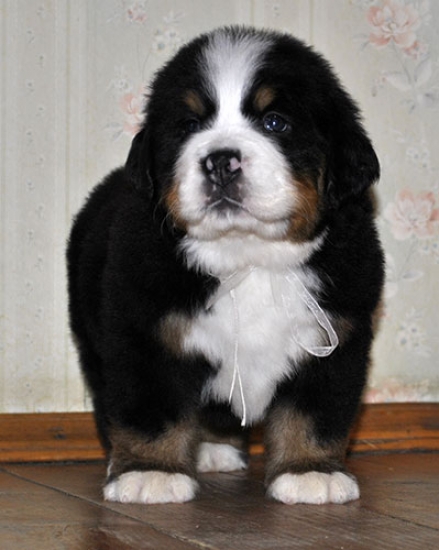 m white 5weeks 15