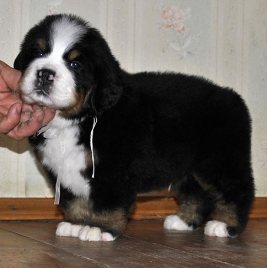 m white 5weeks 7