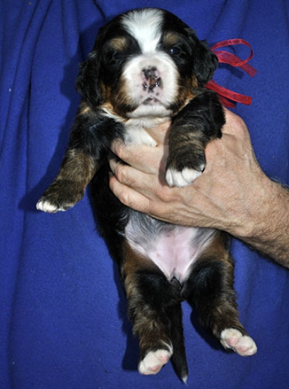 f red 3 weeks