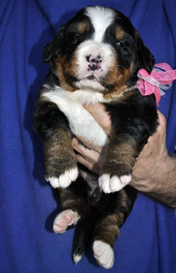 f white pink 3 weeks
