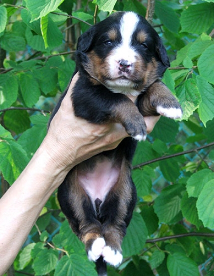 female 2w