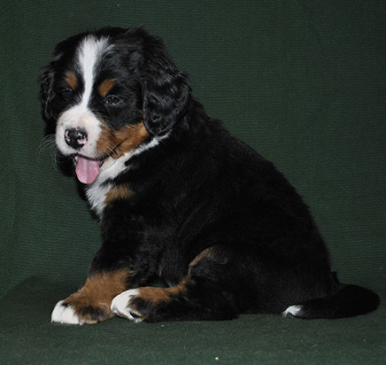 6 weeks 1