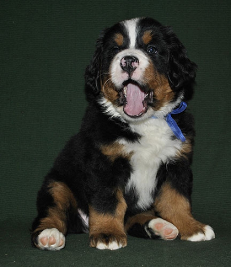 6 weeks 2