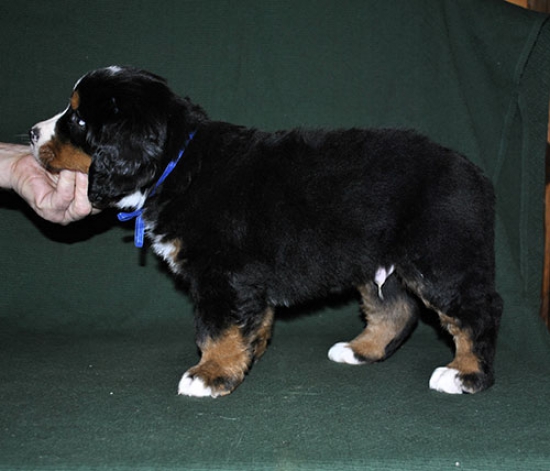 6 weeks 4