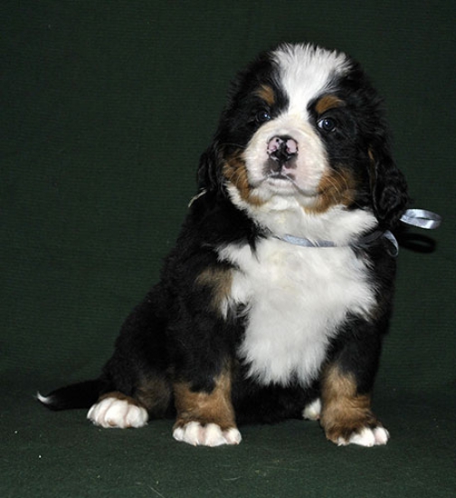 6 weeks 3