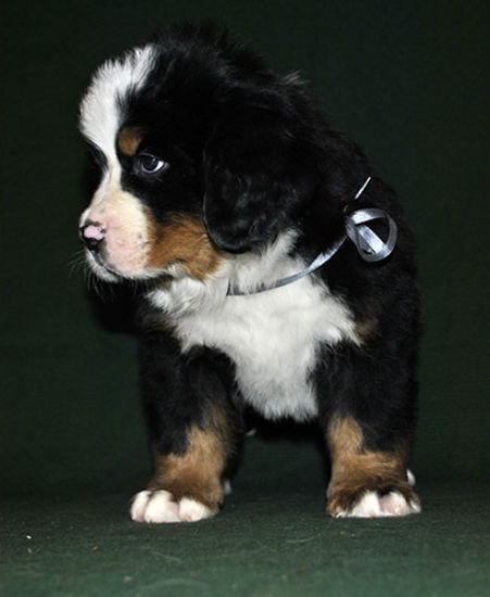 6 weeks 4