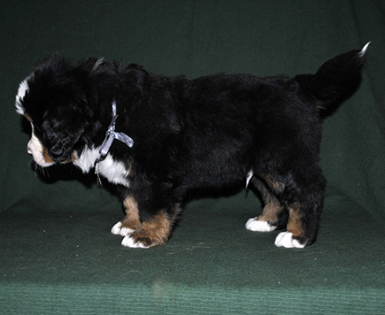 6 weeks 7