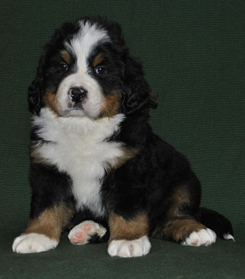 6 weeks