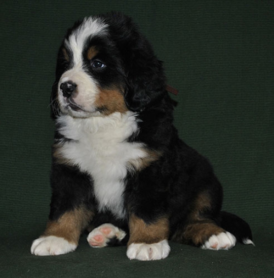 6 weeks 1