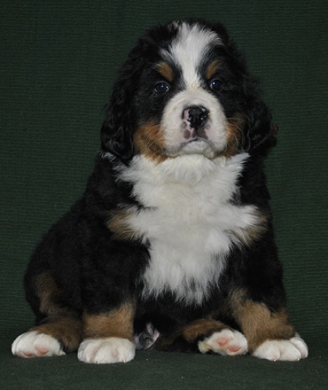 6 weeks 2