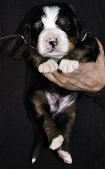 m brown 2weeks
