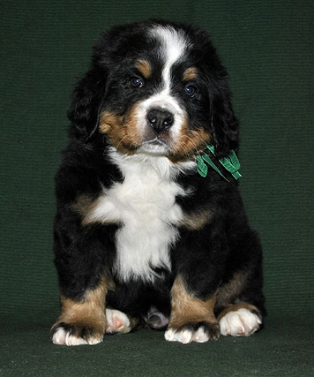 6 weeks 1