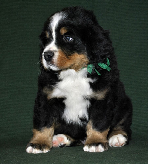 6 weeks 3
