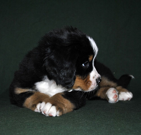 6 weeks 1