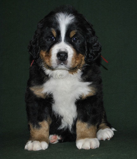 6 weeks 2