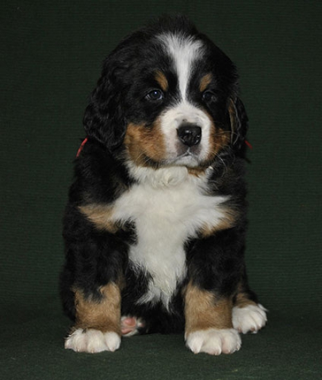 6 weeks 3