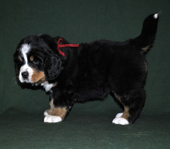 6 weeks 4