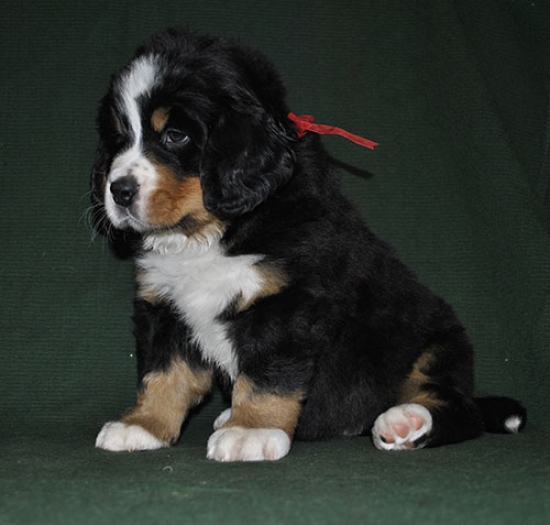 6 weeks 6