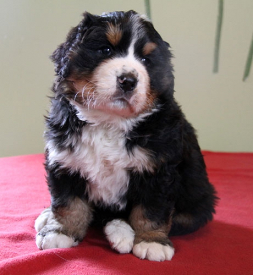 5 weeks 3