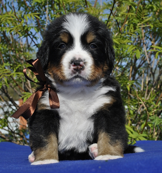 m brown 4 weeks