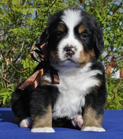 m brown 4 weeks 2
