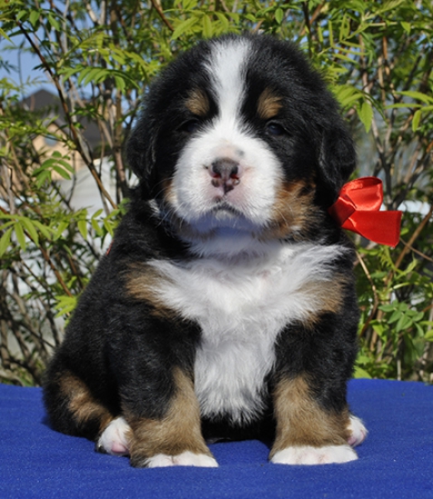 m red 4 weeks 4