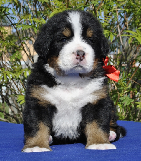 m red 4 weeks 5