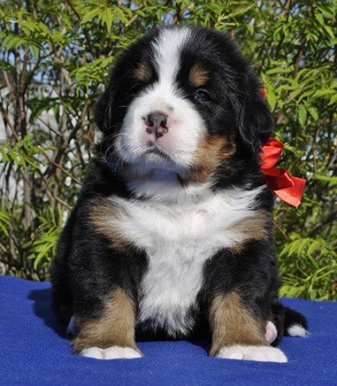 m red 4 weeks 7