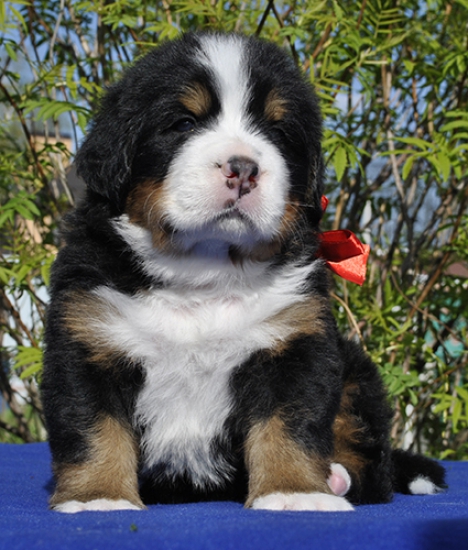 m red 4 weeks 8