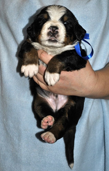 m blue 3 weeks