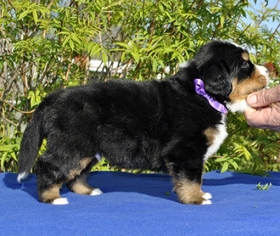m lilac 4 weeks 4
