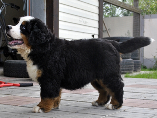 10 weeks 11