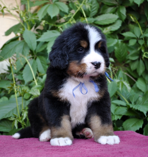 m blue 5 weeks 4