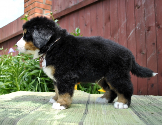 m w brown 5 weeks 3