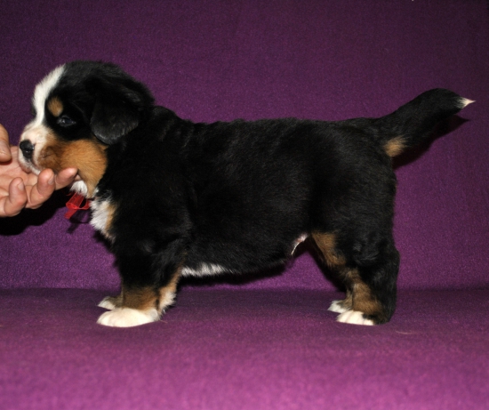 m red 4 weeks 6