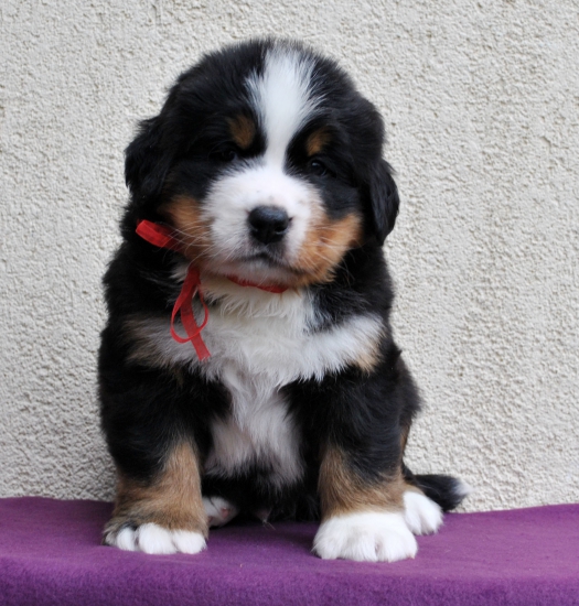 m red 5 weeks 3