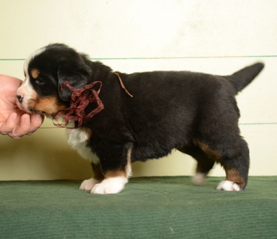 m brown 4 weeks 5