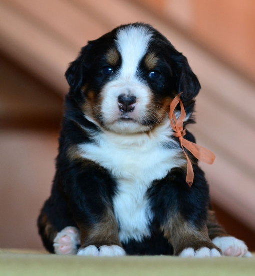 4 weeks 2