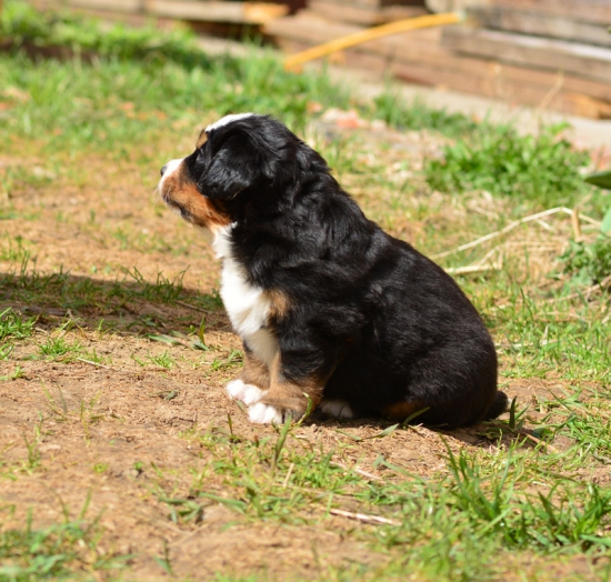 5 weeks 4