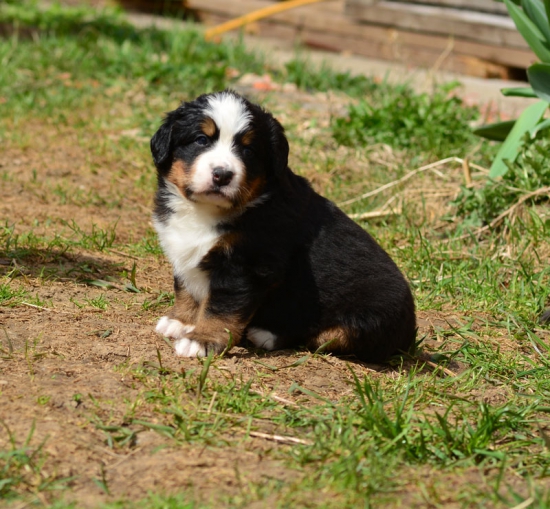 5 weeks 5