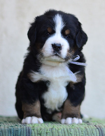 4 weeks 1