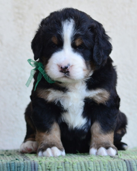 4 weeks 1